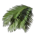 Palmblätter
