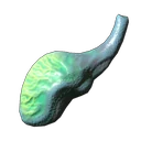 Fischgiftdrüse
