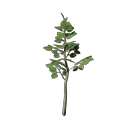 Basswood Tree Seedling