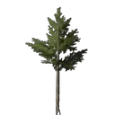 Evergreen Tree Seedling