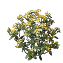 Aureolin-Blumensetzling