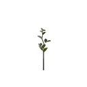 Revelwood Green Leaf Seedling