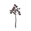 Revelwood Red Leaf Seedling