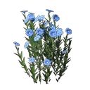 Flachs-Setzling