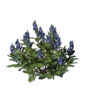 Indigo-Setzling