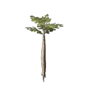 Nomad Highlands Broad Tree Seedling