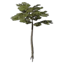 Nomad Highlands Slender Tree Seedling