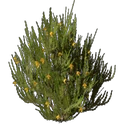 Rooibos-Setzling
