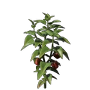Paprika-Setzling
