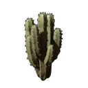Cactus Seedling