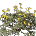 Ödland Blumensamen