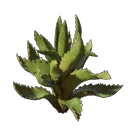 Aloe-Setzling