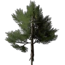 Nadelbaum-Setzling