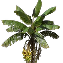 Bananen-Setzling