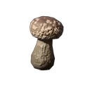 Shiitake-Setzling