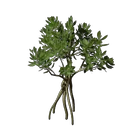 Mangroven-Setzling