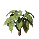 Taro-Setzling
