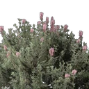 Thymian-Setzling