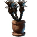 Schattenblüten-Pflanze