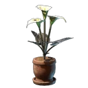 Calla-Luna-Pflanze