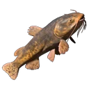 Whiskerfin