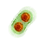 Biesmutagen