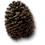 Zapfen