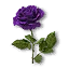 Lilafarbene Rose