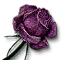 Rose der Erinnerung