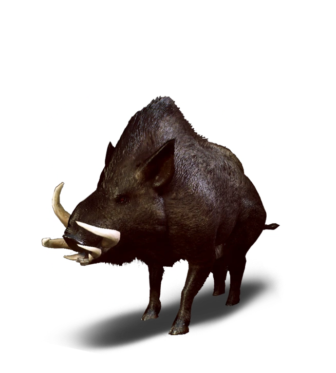 Wild Boars