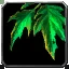 Dewy Lasher Frond